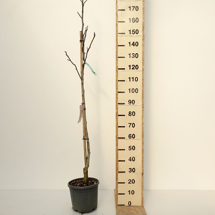 Exemplar von Walnuss Fernor - Juglans regia Topf mit 7,5L/10L, Halbstamm wie im Winter geliefert