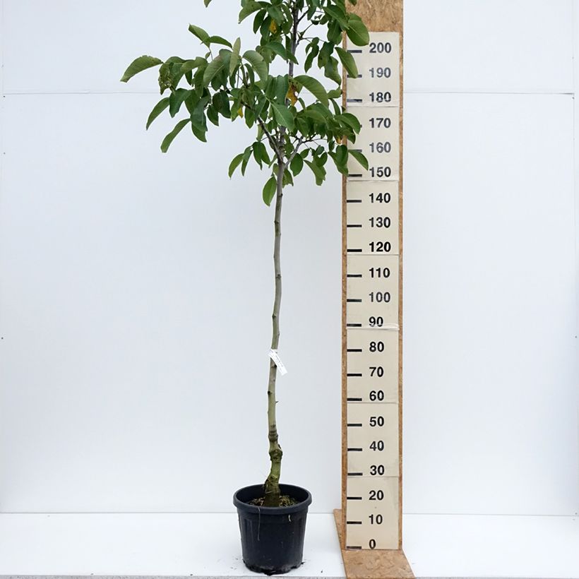 Exemplar von Walnuss Mayette - Juglans regia Topf mit 12L/15L, Stämmchen wie im Sommer geliefert