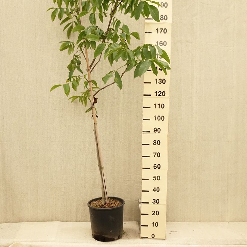 Exemplar von Walnuss Franquette - Juglans regia Topf mit 12L/15L, Stämmchen wie im Sommer geliefert