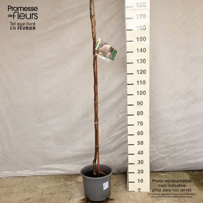 Exemplar von Walnuss Parisienne - Juglans regia Topf mit 18L/20L, Stämmchen wie im Winter geliefert
