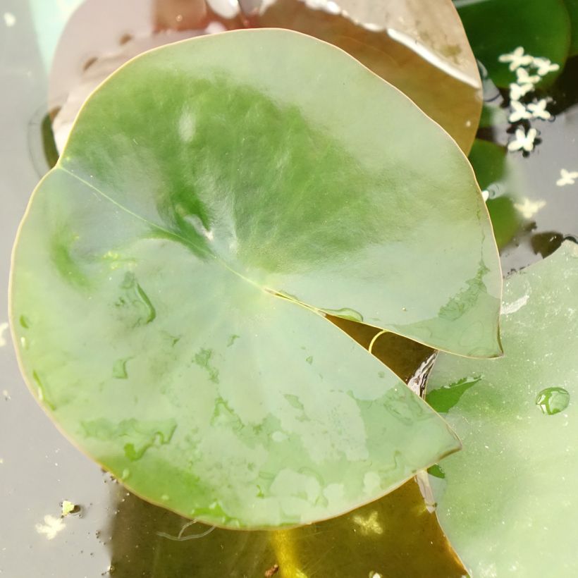 Nymphaea Albatros - Winterharte Seerose (Laub)