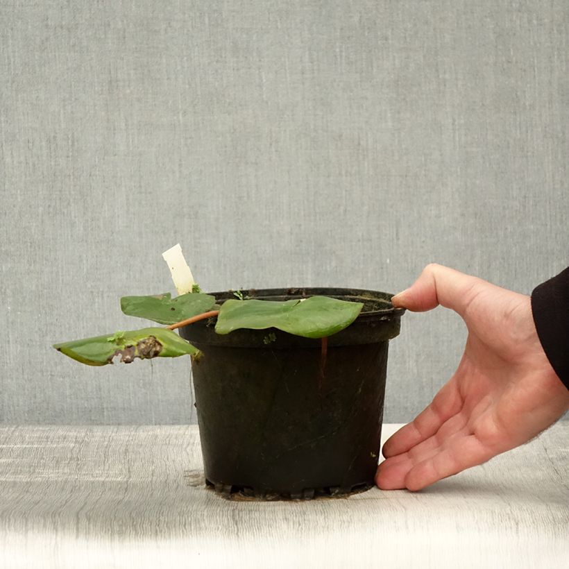 Exemplar von Nymphaea Amabilis - Winterharte Seerose Topf mit 1,5L/2L wie im Herbst geliefert