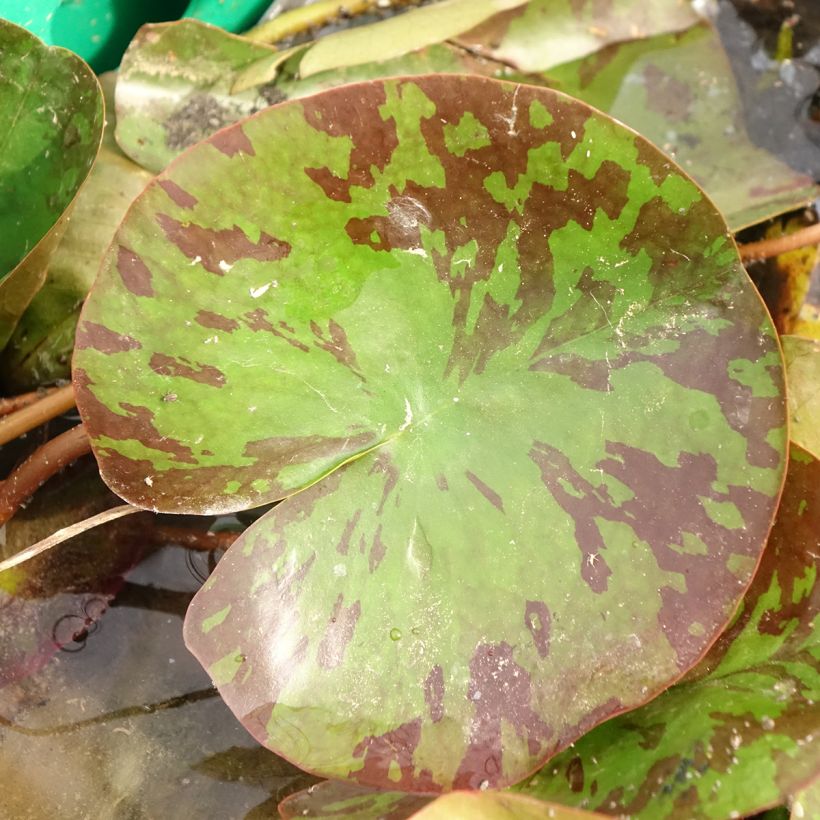 Nymphaea Barbara Davies - Winterharte Seerose (Laub)