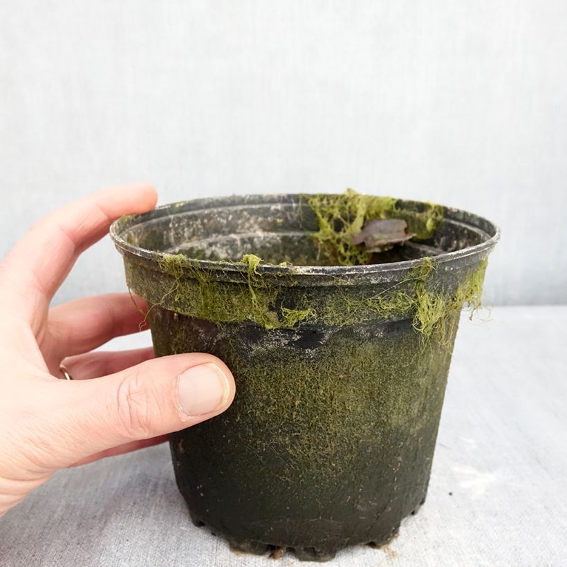 Exemplar von Nymphaea Barbara Davies - Winterharte Seerose Topf mit 1,5L/2L wie im Winter geliefert