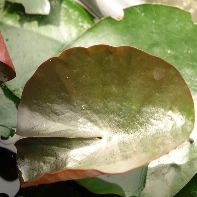 Nymphaea Black Princess - Winterharte Seerose (Laub)