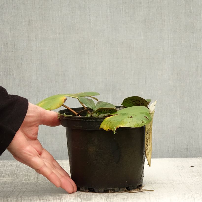 Exemplar von Nymphaea Carolina Sunset - Winterharte Seerose Topf mit 1,5L/2L wie im Herbst geliefert