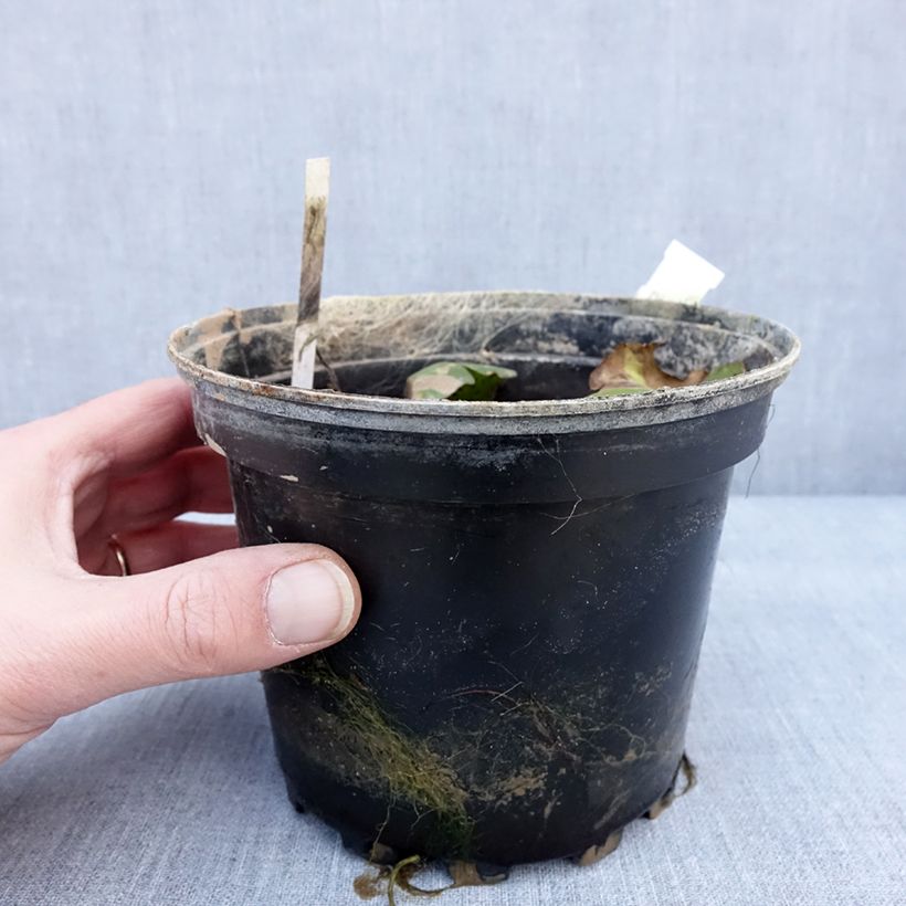 Exemplar von Nymphaea Carolina Sunset - Winterharte Seerose Topf mit 1,5L/2L wie im Winter geliefert