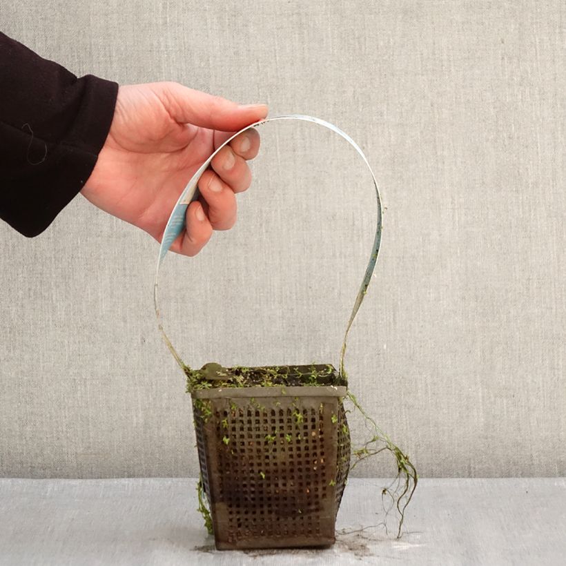 Exemplar von Nymphaea Charles de Meurville - Winterharte Seerose Topf mit 1L/1,5L wie im Winter geliefert