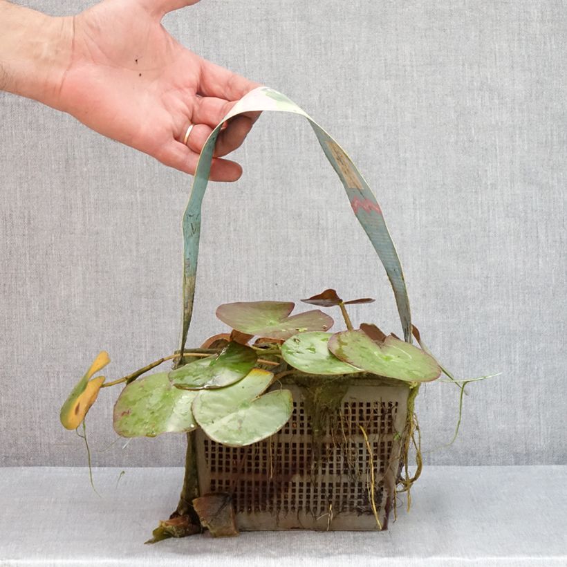 Exemplar von Nymphaea Clyde Ikins - Winterharte Seerose Topf mit 3L/4L wie im Sommer geliefert