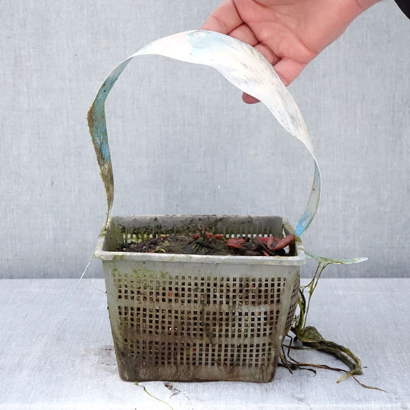 Exemplar von Nymphaea Clyde Ikins - Winterharte Seerose Topf mit 3L/4L wie im Frühjahr geliefert