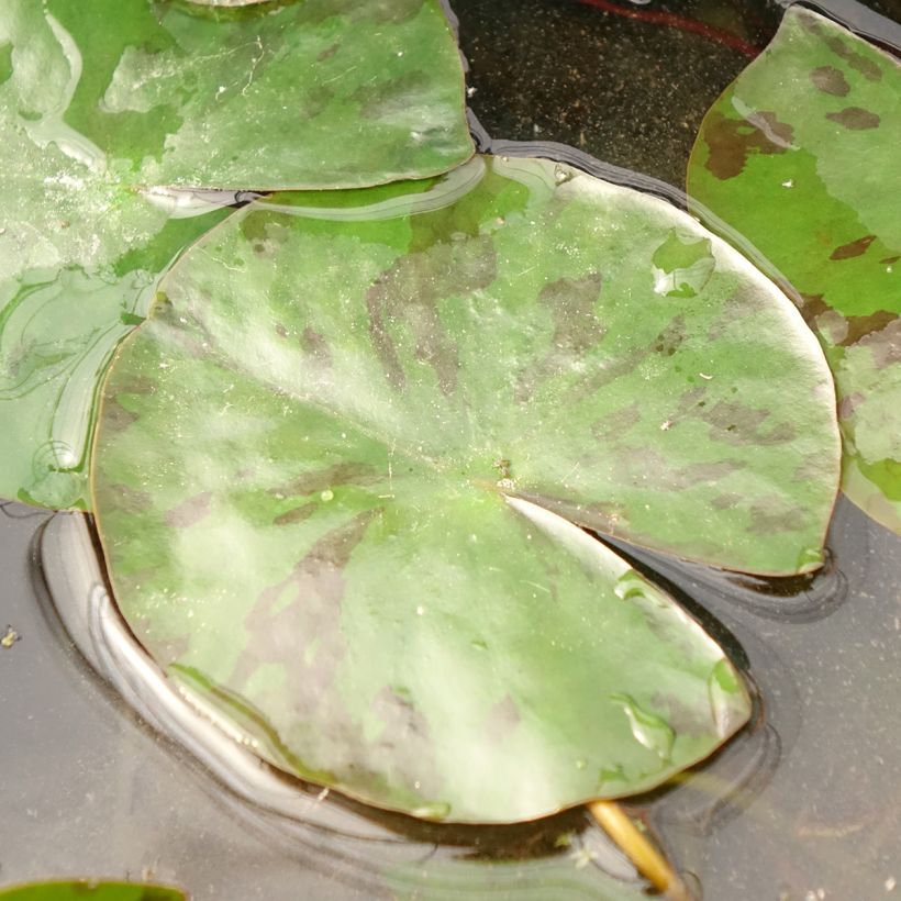 Nymphaea Colorado - Winterharte Seerose (Laub)