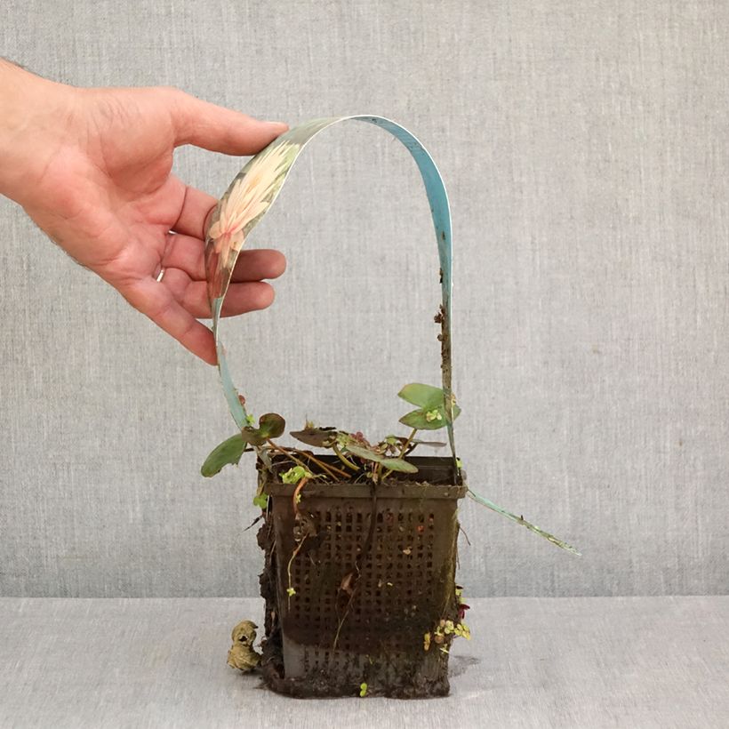 Exemplar von Nymphaea Colorado - Winterharte Seerose Topf mit 1L/1,5L wie im Herbst geliefert