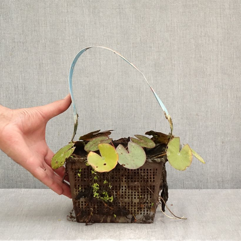 Exemplar von Nymphaea Comanche - Winterharte Seerose Topf mit 3L/4L wie im Herbst geliefert