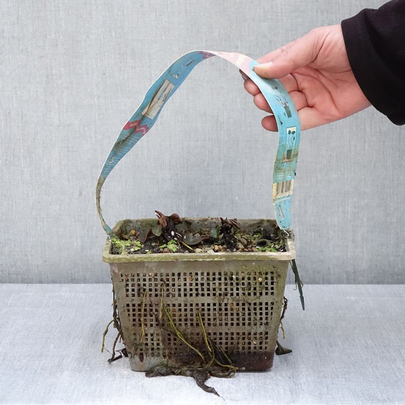 Exemplar von Nymphaea Comanche - Winterharte Seerose Topf mit 3L/4L wie im Frühjahr geliefert