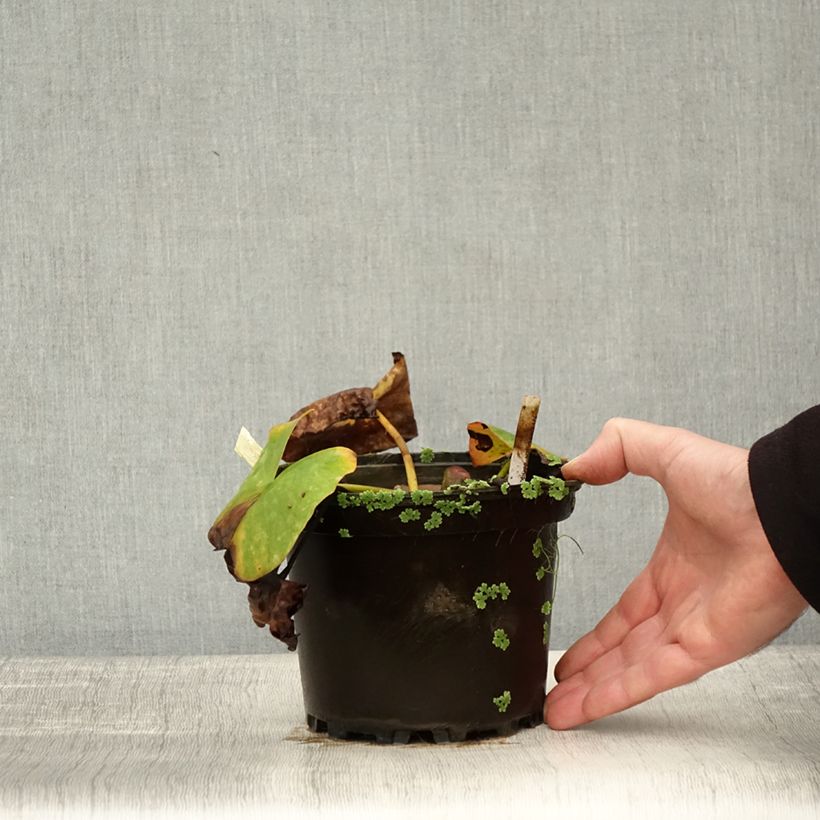 Exemplar von Nymphaea Conqueror - Winterharte Seerose Topf mit 1,5L/2L wie im Herbst geliefert