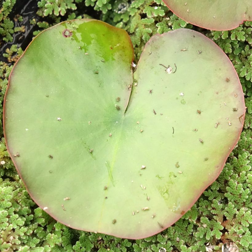 Nymphaea Dahlia - Winterharte Seerose (Laub)