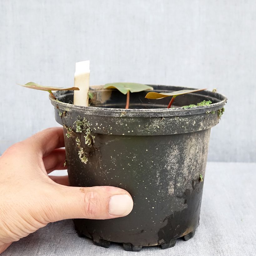 Exemplar von Nymphaea Darwin - Winterharte Seerose Topf mit 1,5L/2L wie im Sommer geliefert