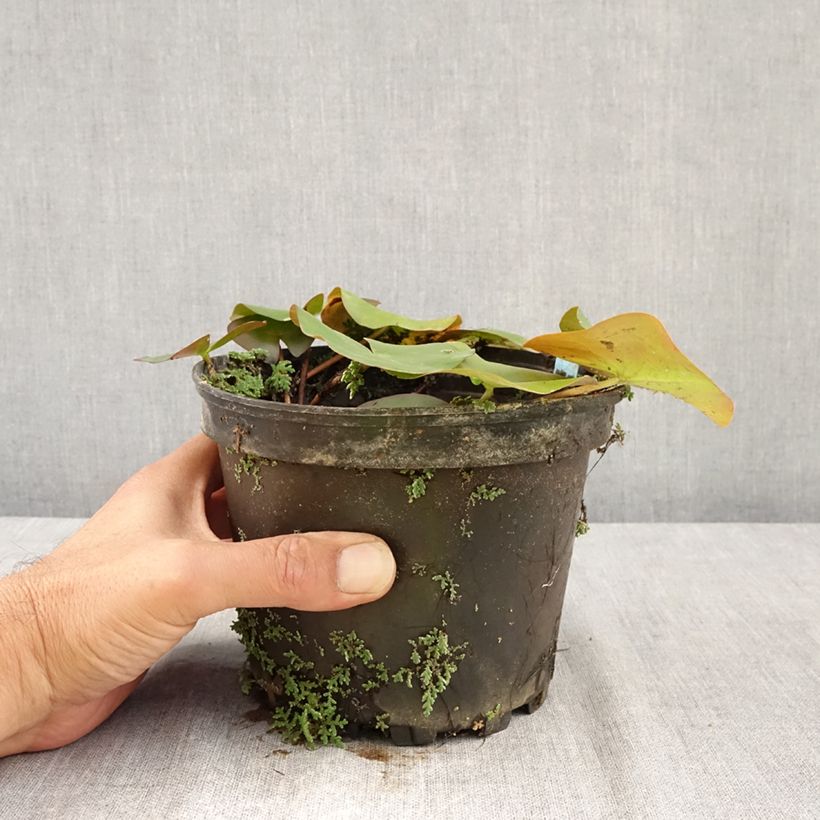 Exemplar von Nymphaea Ellisiana - Winterharte Seerose Topf mit 1,5L/2L wie im Sommer geliefert