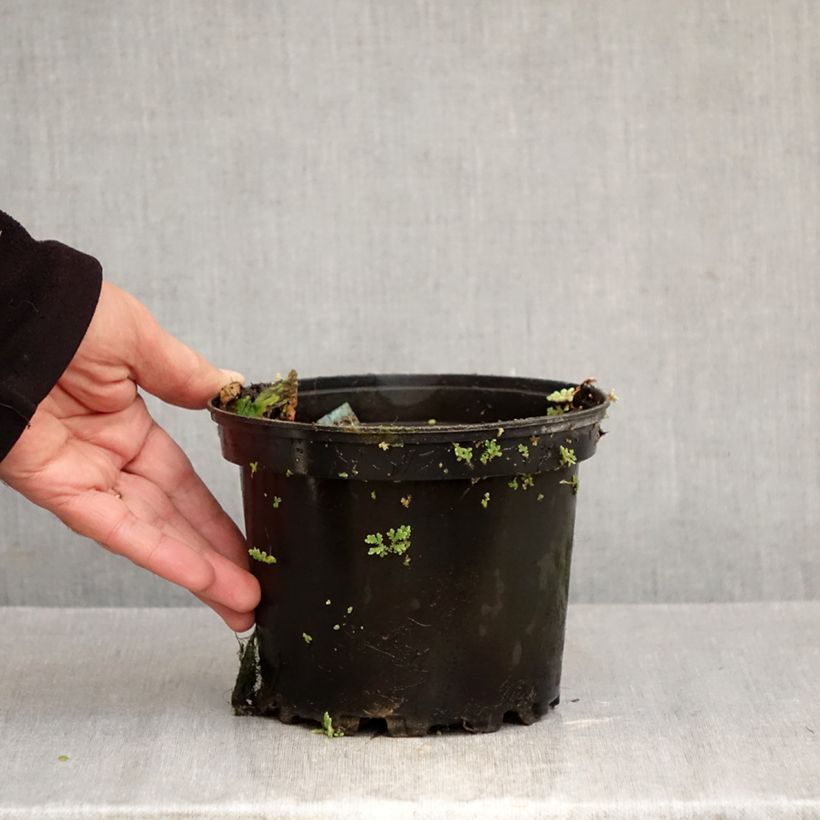 Exemplar von Nymphaea Eros - Winterharte Seerose Topf mit 1,5L/2L wie im Herbst geliefert