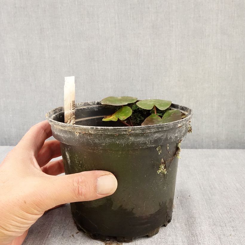 Exemplar von Nymphaea Eros - Winterharte Seerose Topf mit 1,5L/2L wie im Sommer geliefert