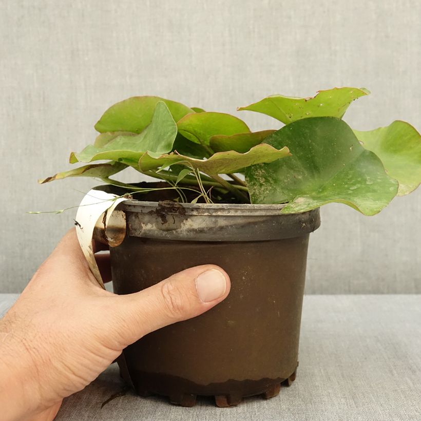 Exemplar von Nymphaea Escarboucle - Winterharte Seerose Topf mit 1,5L/2L wie im Sommer geliefert