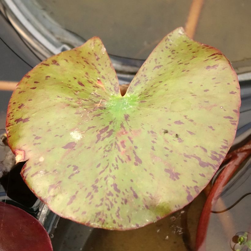 Nymphaea Fire Opal - Winterharte Seerose (Laub)