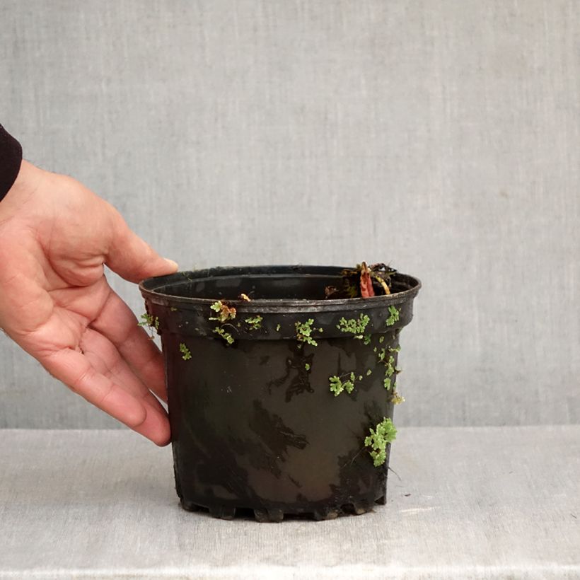 Exemplar von Nymphaea Fire Opal - Winterharte Seerose Topf mit 1,5L/2L wie im Herbst geliefert