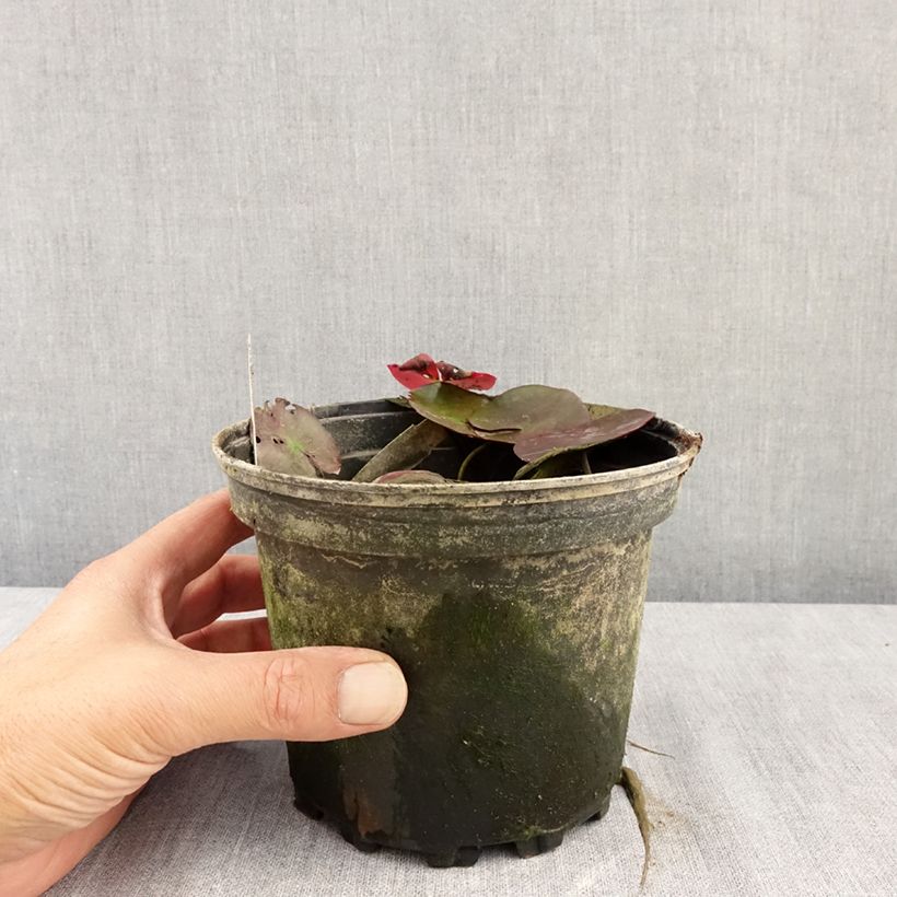 Exemplar von Nymphaea Fire Opal - Winterharte Seerose Topf mit 1,5L/2L wie im Sommer geliefert