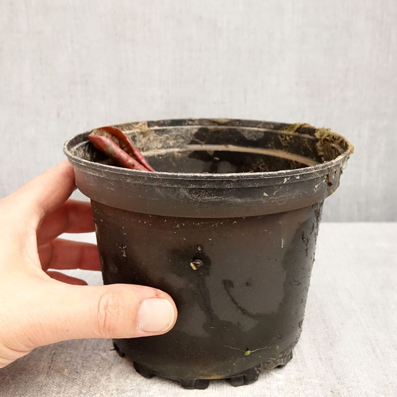 Exemplar von Nymphaea Fire Opal - Winterharte Seerose Topf mit 1,5L/2L wie im Frühjahr geliefert