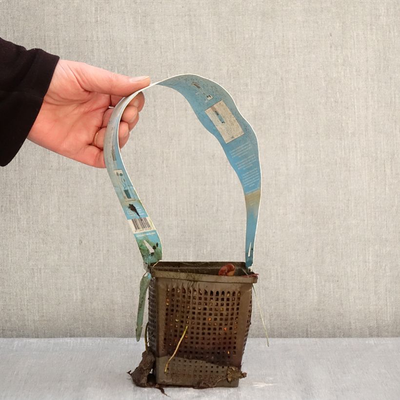 Exemplar von Nymphaea Gladstoniana - Winterharte Seerose Topf mit 1L/1,5L wie im Winter geliefert