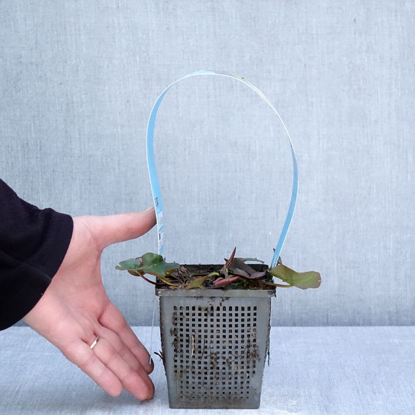 Exemplar von Nymphaea Gladstoniana - Winterharte Seerose Topf mit 1L/1,5L wie im Frühjahr geliefert