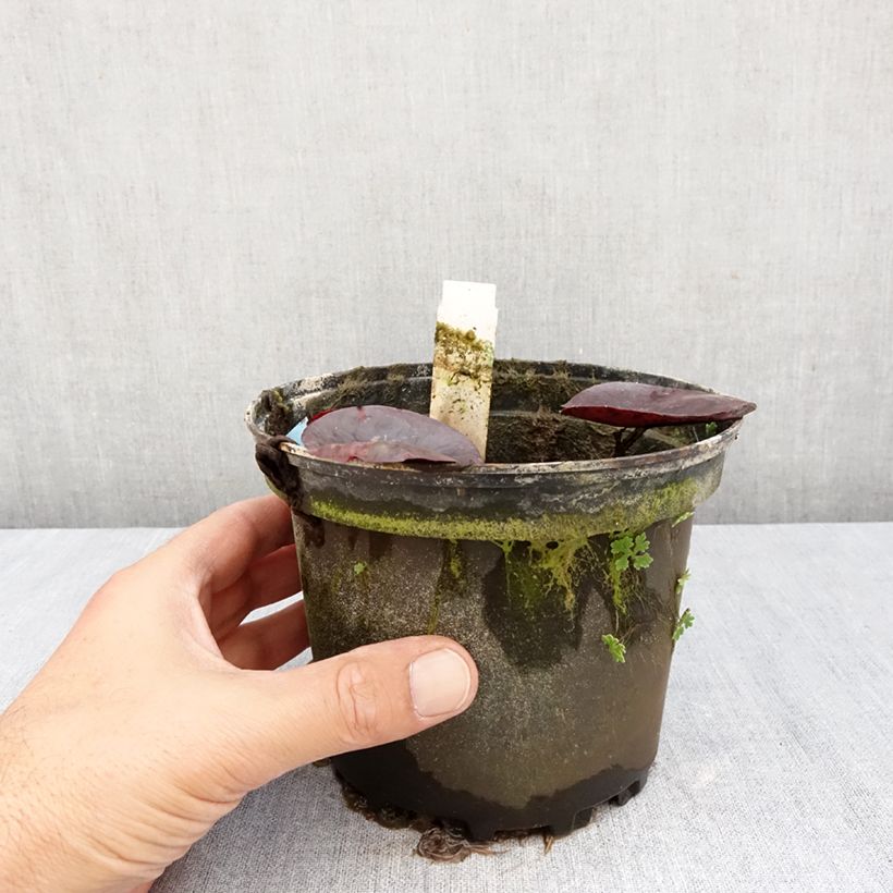 Exemplar von Nymphaea Gregg's Orange Beauty - Winterharte Seerose Topf mit 1,5L/2L wie im Herbst geliefert