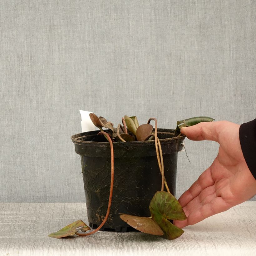 Exemplar von Nymphaea Gypsy - Winterharte Seerose Topf mit 1,5L/2L wie im Frühjahr geliefert