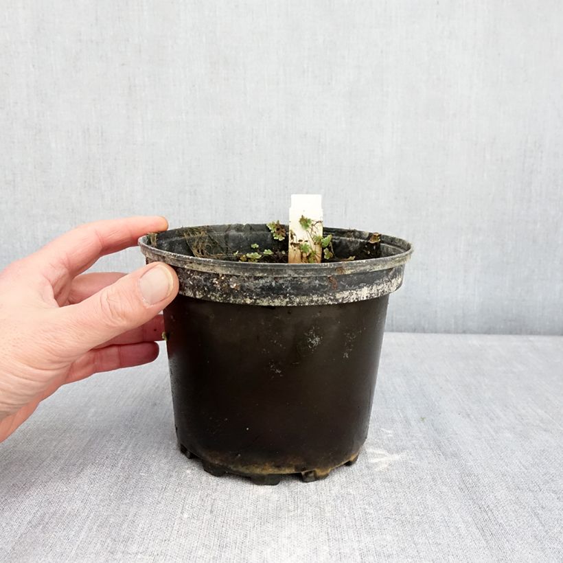 Exemplar von Nymphaea Gypsy - Winterharte Seerose Topf mit 1,5L/2L wie im Winter geliefert