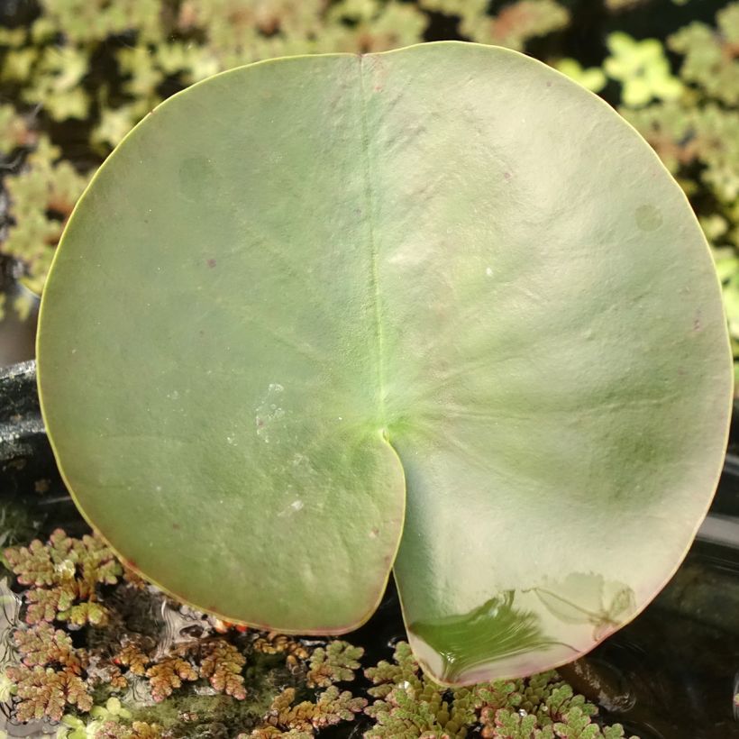 Nymphaea Hermine - Winterharte Seerose (Laub)