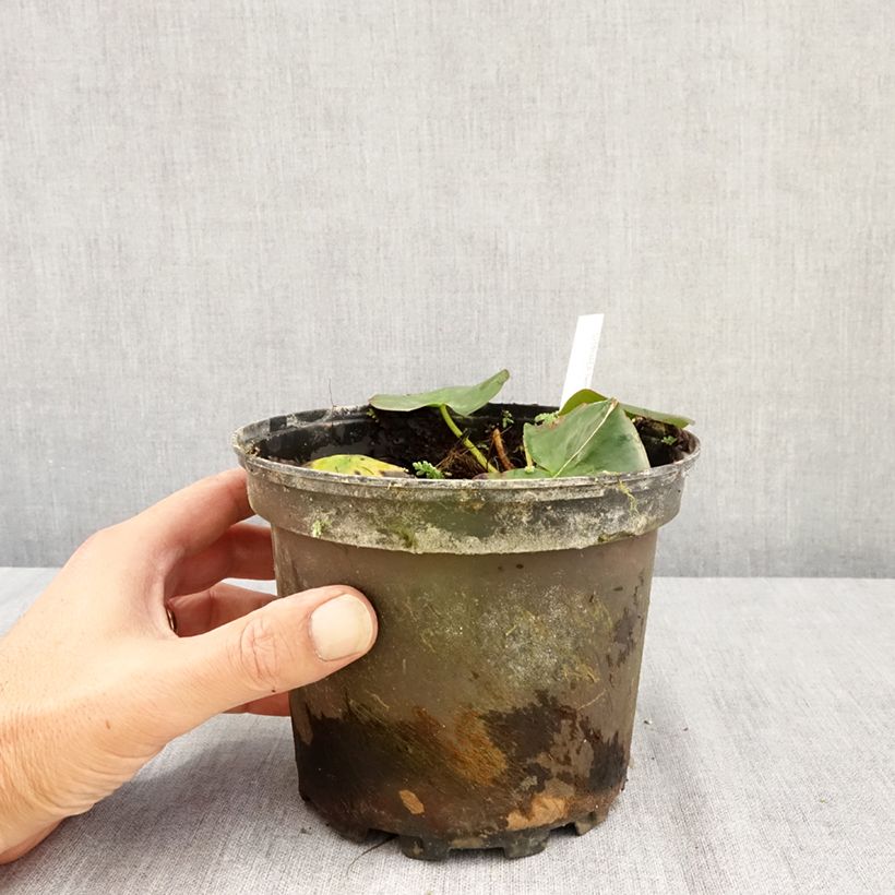 Exemplar von Nymphaea Hermine - Winterharte Seerose Topf mit 1,5L/2L wie im Sommer geliefert