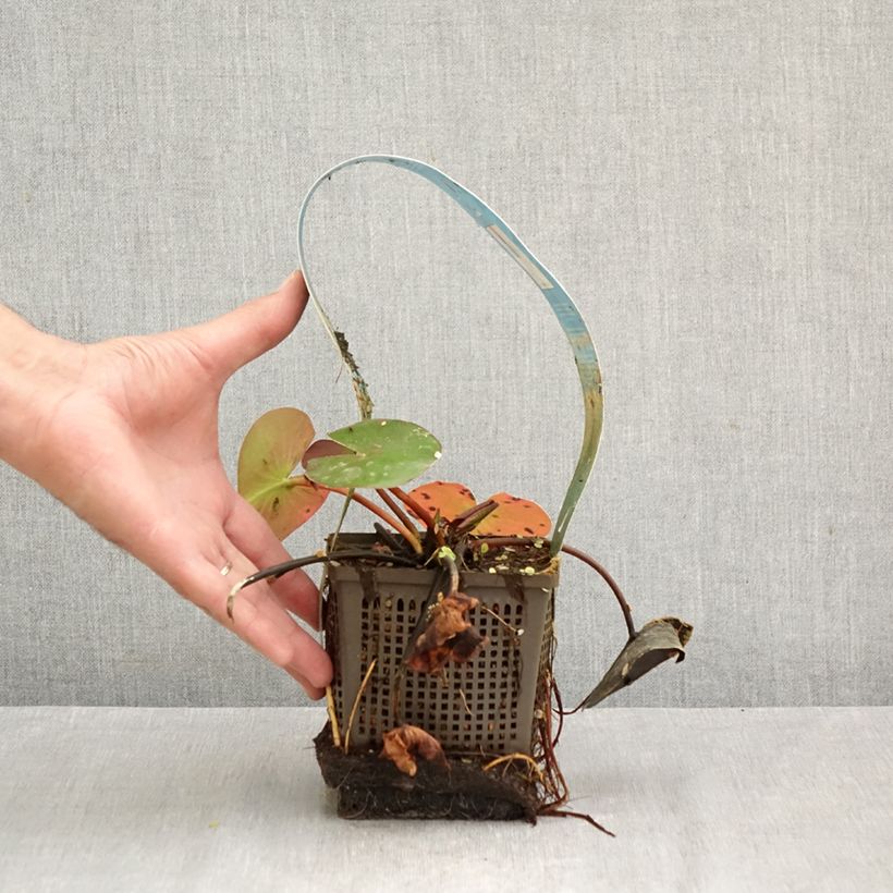 Exemplar von Nymphaea Hollandia - Winterharte Seerose Topf mit 1L/1,5L wie im Herbst geliefert