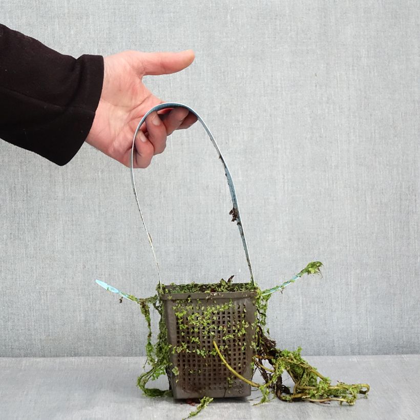 Exemplar von Nymphaea James Brydon - Winterharte Seerose Topf mit 1L/1,5L wie im Winter geliefert