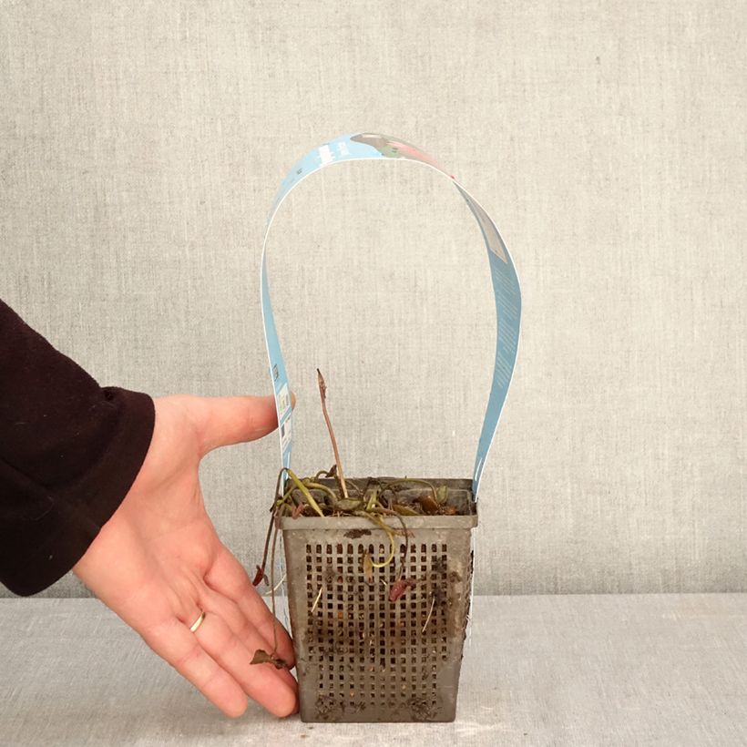 Exemplar von Nymphaea James Brydon - Winterharte Seerose Topf mit 1L/1,5L wie im Frühjahr geliefert