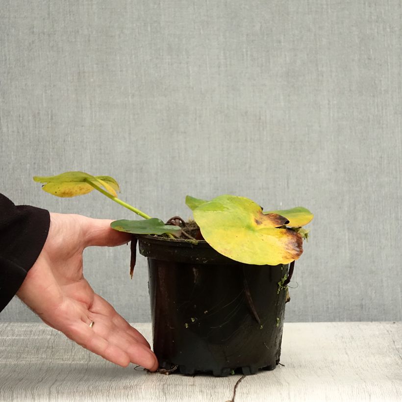 Exemplar von Nymphaea Jean de la Marsalle - Winterharte Seerose Topf mit 1,5L/2L wie im Herbst geliefert