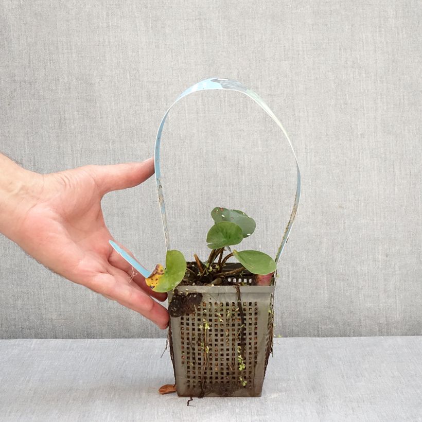 Exemplar von Nymphaea Joey Tomocik - Winterharte Seerose Topf mit 1L/1,5L wie im Herbst geliefert