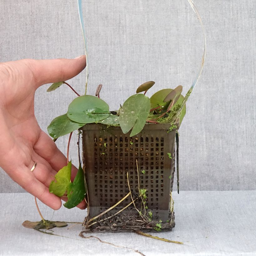 Exemplar von Nymphaea Laydekeri Liliacea - Winterharte Seerose Topf mit 1L/1,5L wie im Sommer geliefert