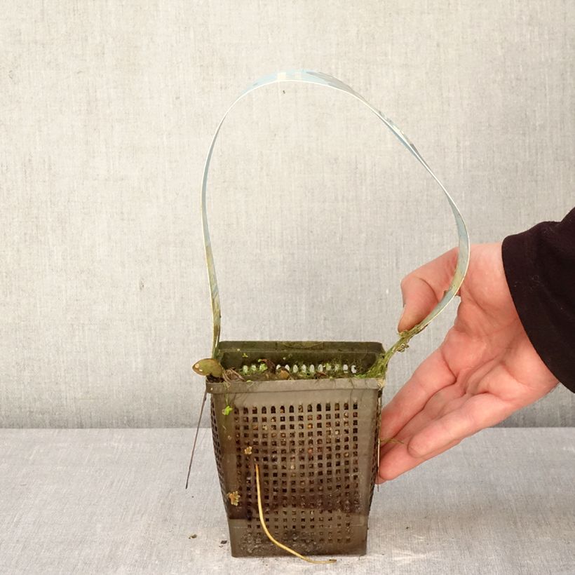 Exemplar von Nymphaea Laydekeri Liliacea - Winterharte Seerose Topf mit 1L/1,5L wie im Frühjahr geliefert