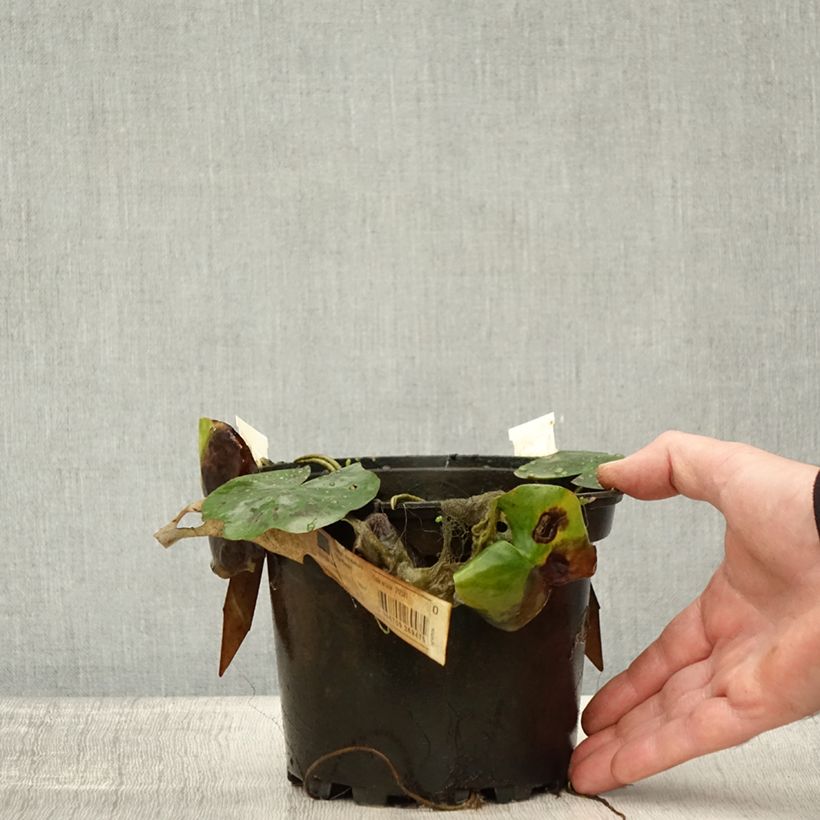 Exemplar von Nymphaea Lily Pons - Winterharte Seerose Topf mit 1,5L/2L wie im Herbst geliefert