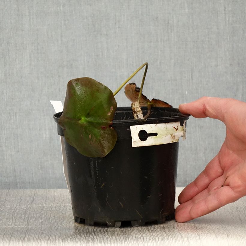 Exemplar von Nymphaea Lily Pons - Winterharte Seerose Topf mit 1,5L/2L wie im Frühjahr geliefert