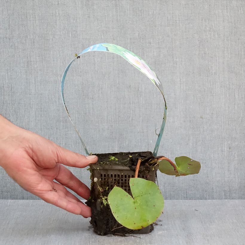 Exemplar von Nymphaea Madame Wilfron Gonnère - Winterharte Seerose Topf mit 1L/1,5L wie im Herbst geliefert