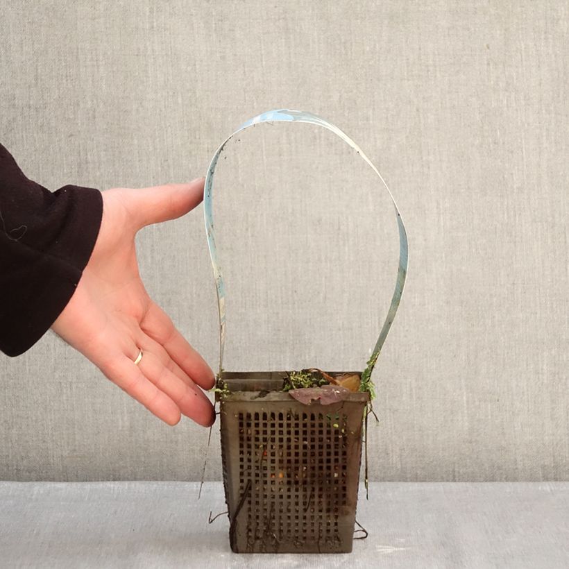 Exemplar von Nymphaea Mangkala Ubol - Winterharte Seerose Topf mit 1L/1,5L wie im Winter geliefert