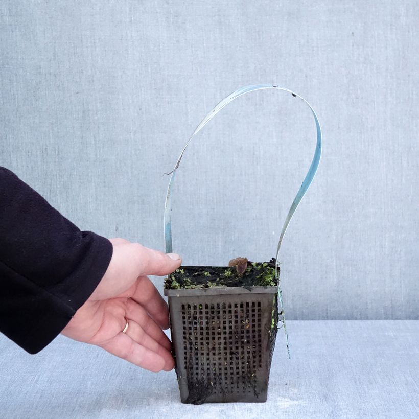 Exemplar von Nymphaea Mangkala Ubol - Winterharte Seerose Topf mit 1L/1,5L wie im Frühjahr geliefert