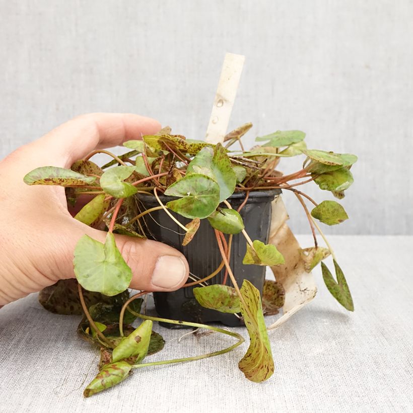 Exemplar von Nymphaea Marian Strawn - Tropische Seerose Topf mit 1,5L/2L wie im Herbst geliefert