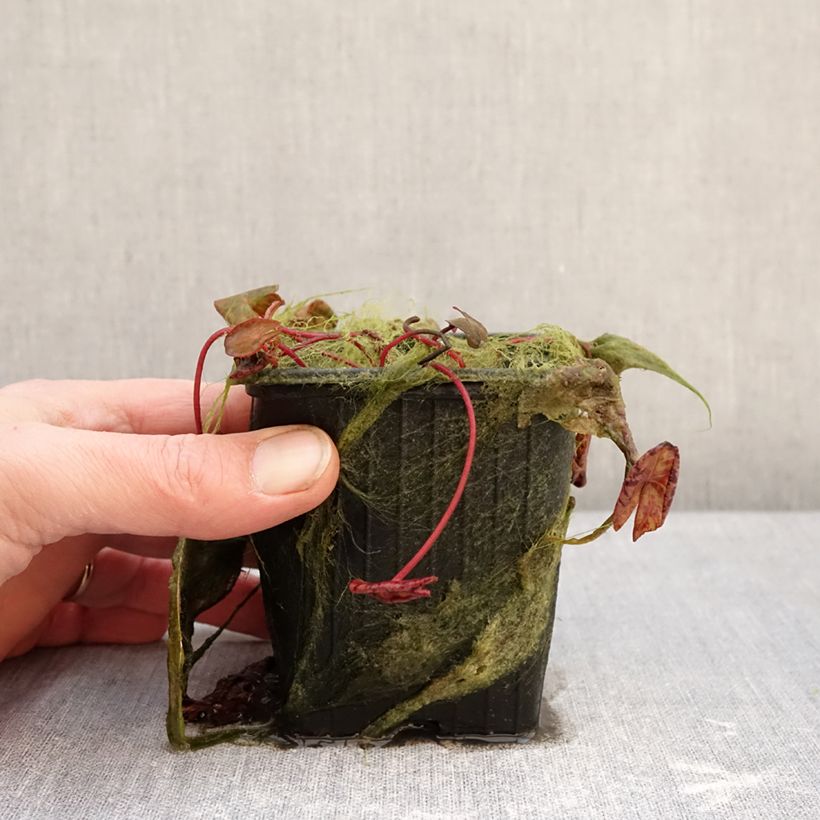 Exemplar von Nymphaea Marian Strawn - Tropische Seerose Topf mit 1,5L/2L wie im Winter geliefert